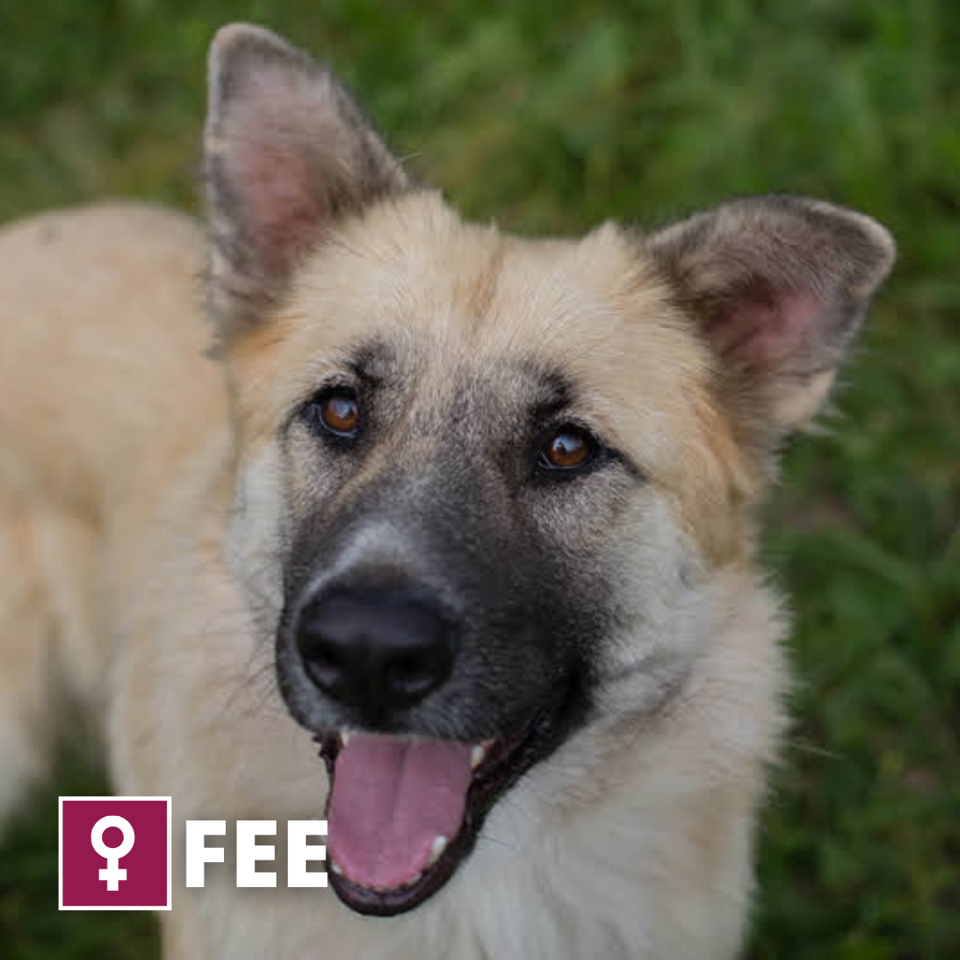 Fee Pflegepfötchen Thumbnail