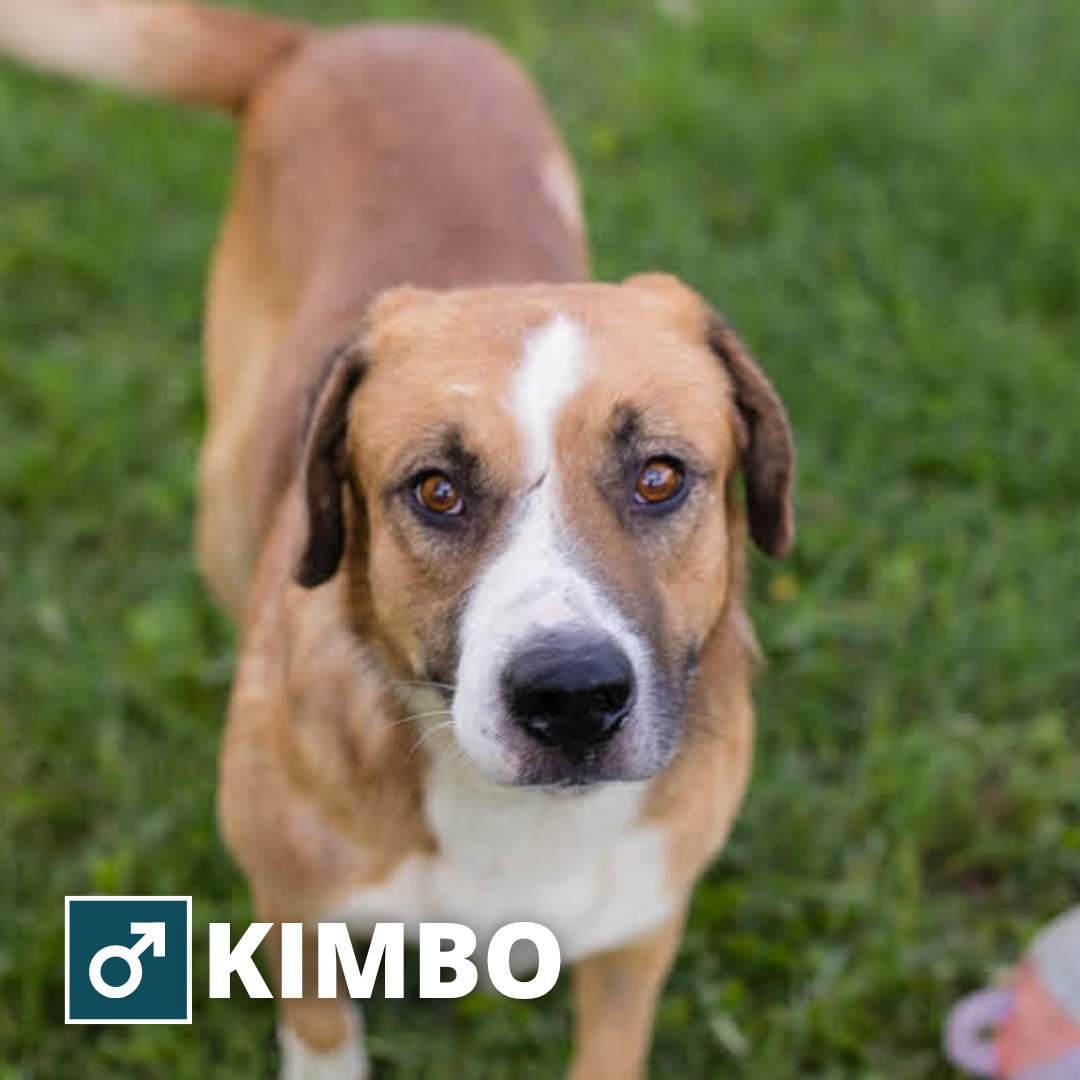 Kimbo Pflegepfötchen Thumbnail