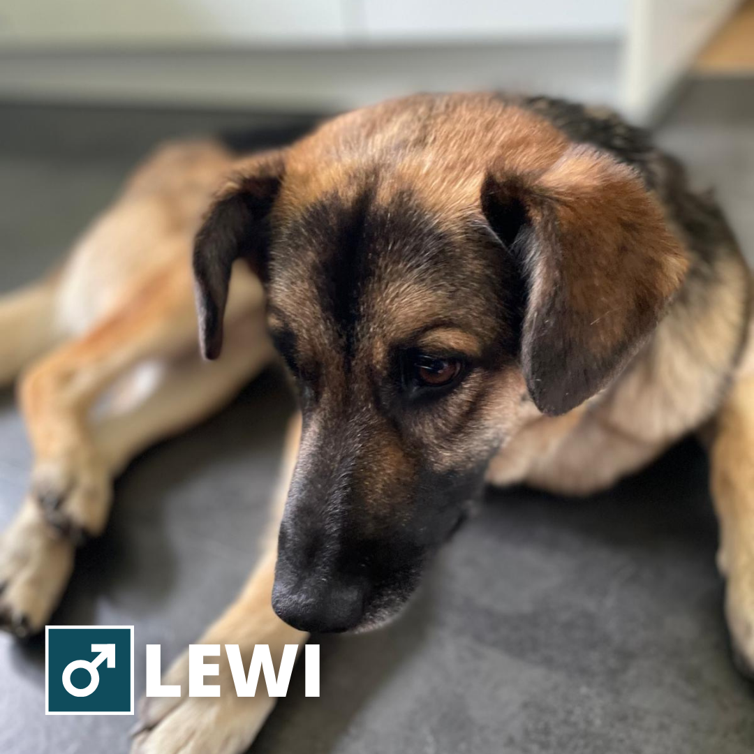 Levi Pflegepfötchen Thumbnail