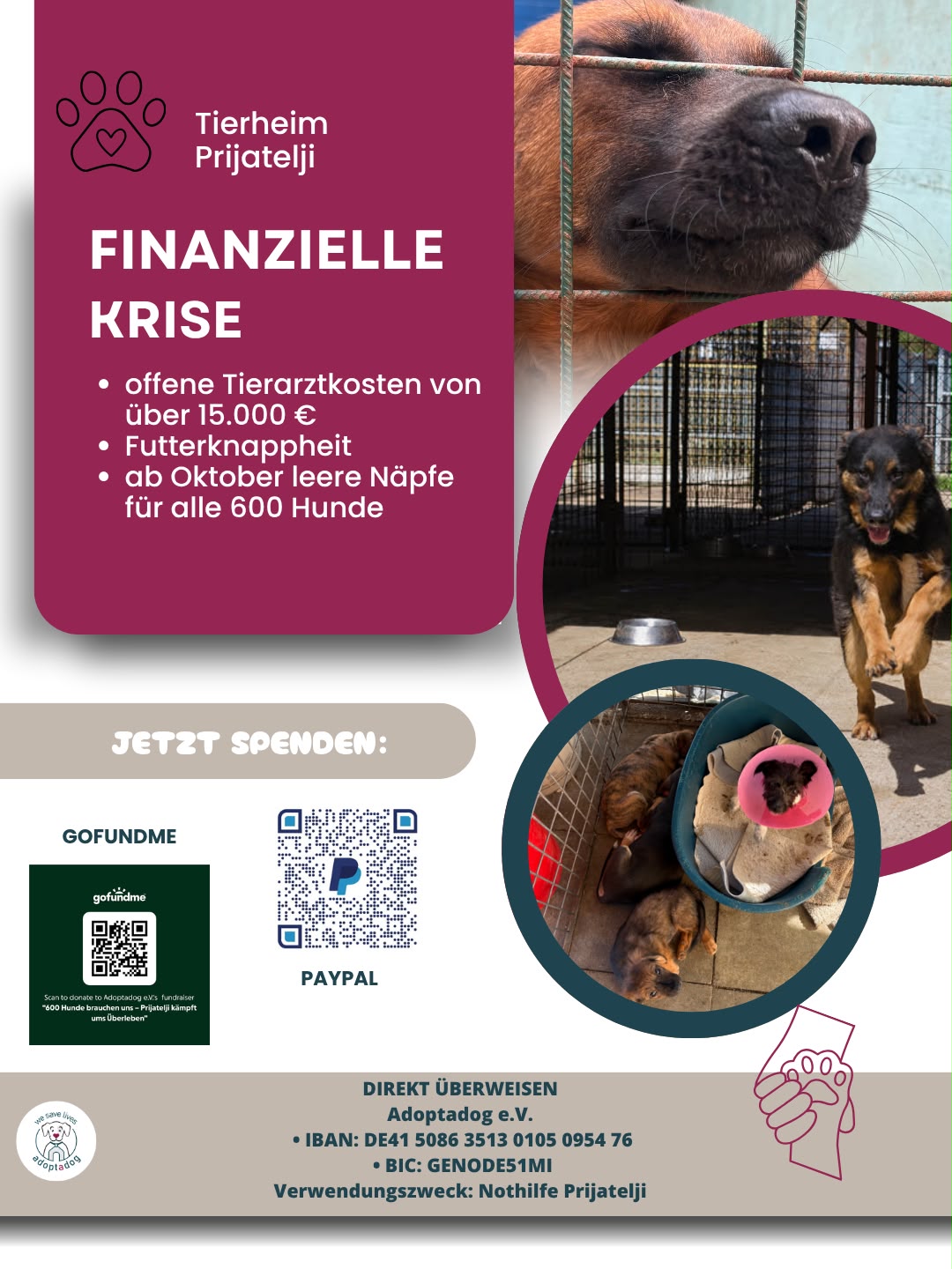 https://www.gofundme.com/f/600-hunde-brauchen-uns-prijatelji-kampft-ums-uberleben